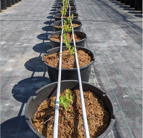 blueberry_grow_pots